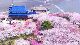 벚꽃과 바다, 이곳에서 즐기세요!